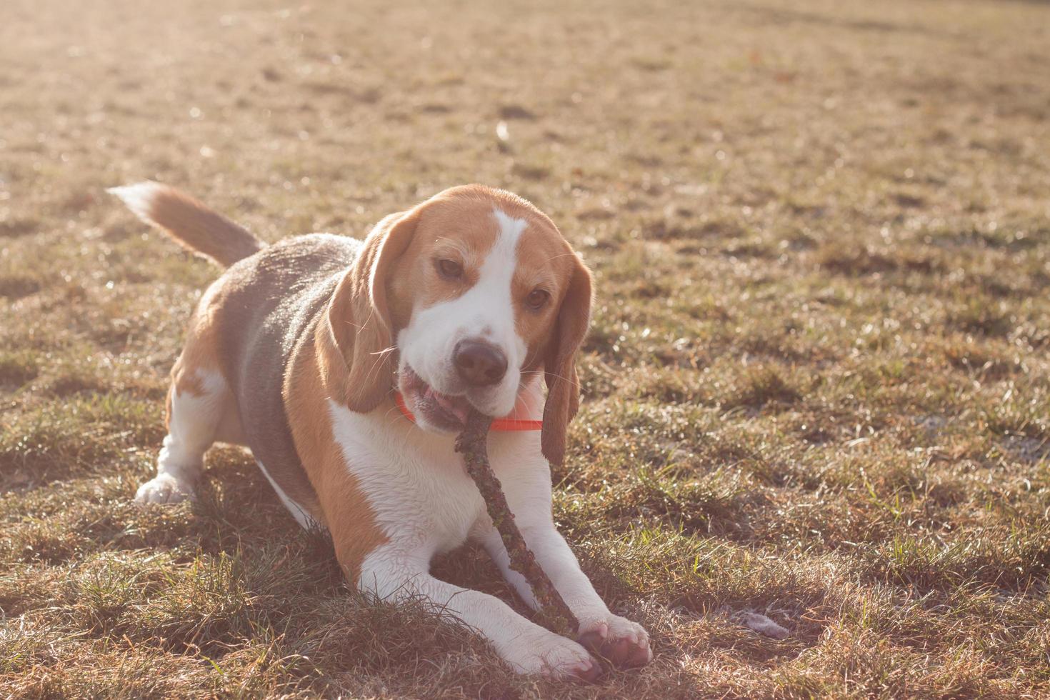 cachorro beagle juega en la playa en un día soleado foto