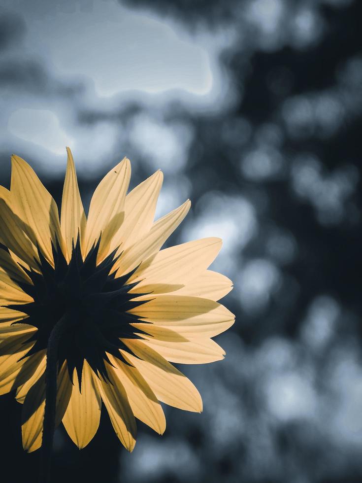 Sunflower follow sun rays 5857359 Stock Photo at Vecteezy