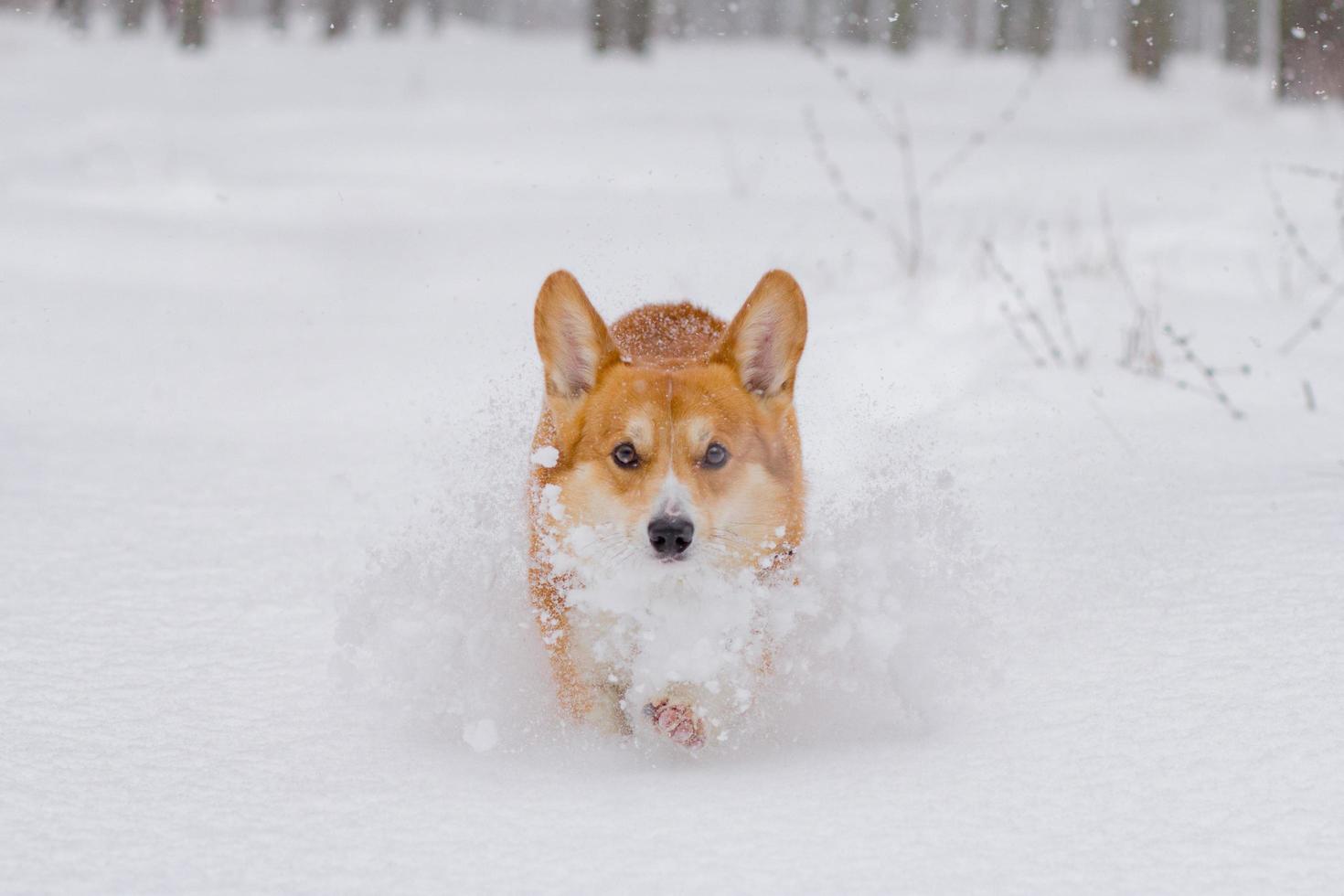 lindo retrato de corgi pembroke galés, perro gracioso divirtiéndose en la nieve foto