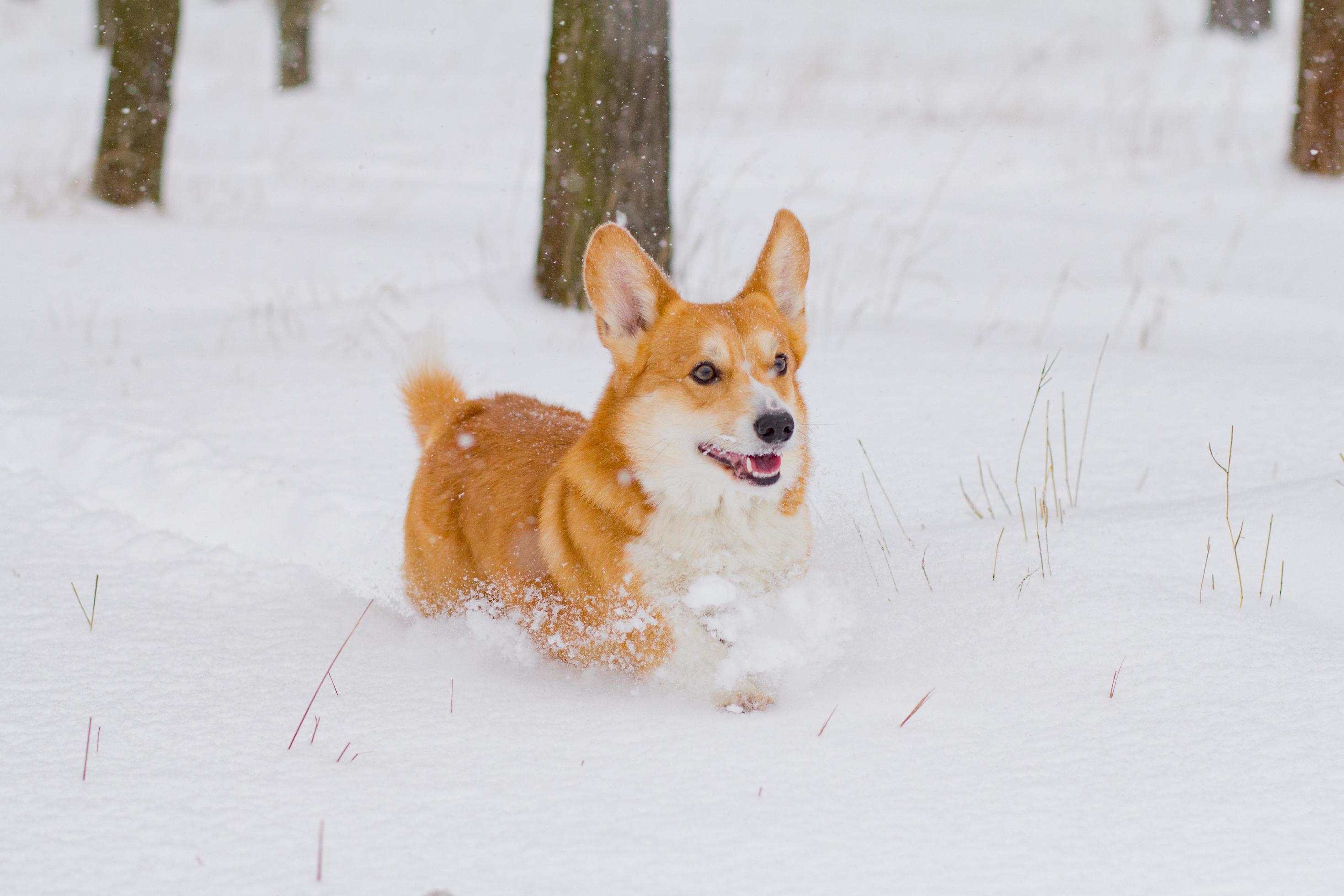 Profile Portrait Of Funny Welsh Corgi Pembroke Or Cardigan With