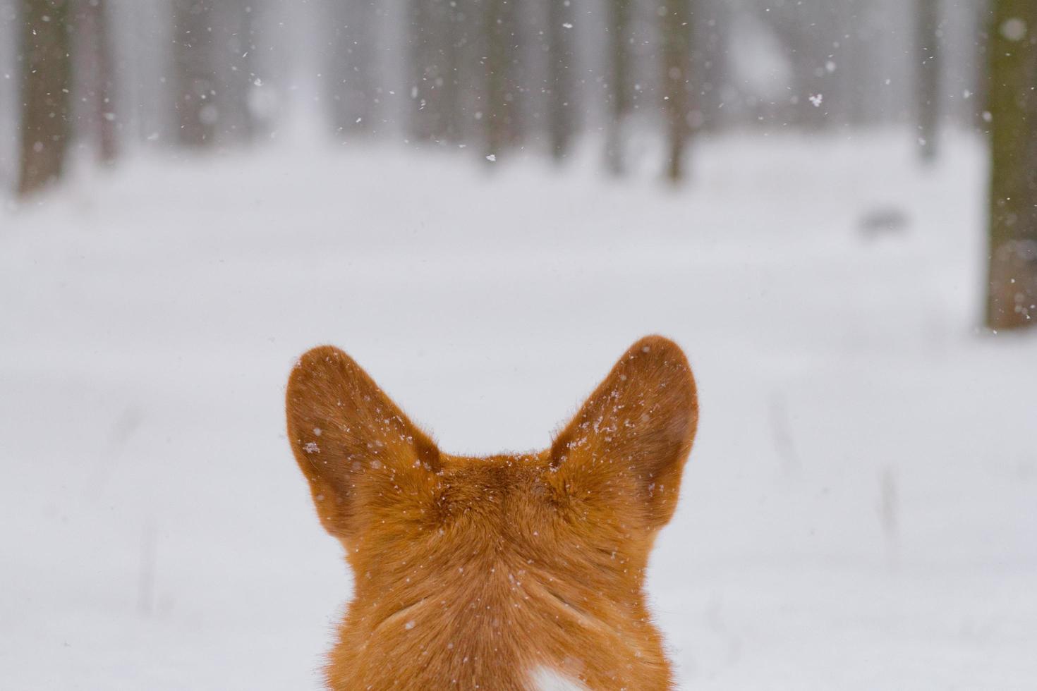 lindo retrato de corgi pembroke galés, perro gracioso divirtiéndose en la nieve foto