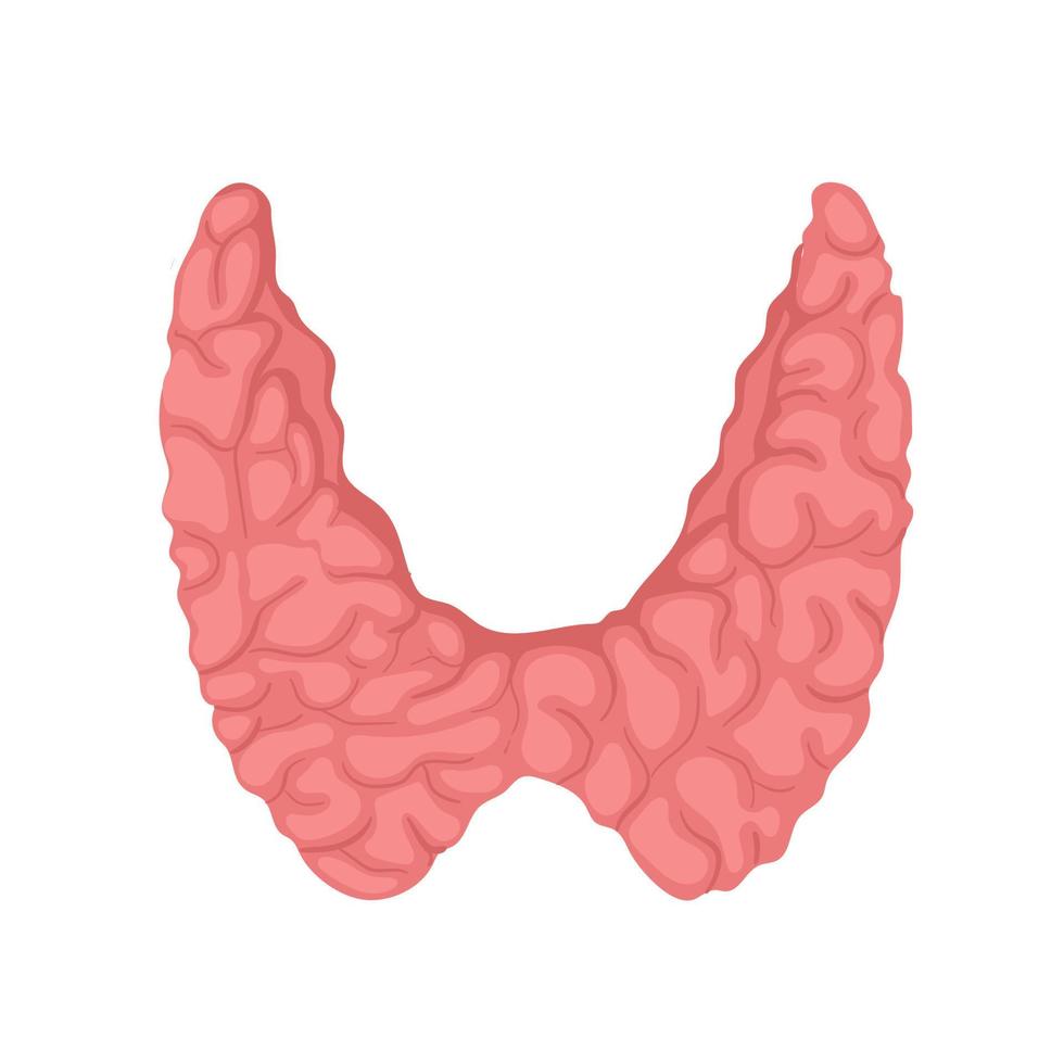 Anatomía de la glándula tiroides. icono de la anatomía de los órganos del cuerpo humano. concepto médico. vector