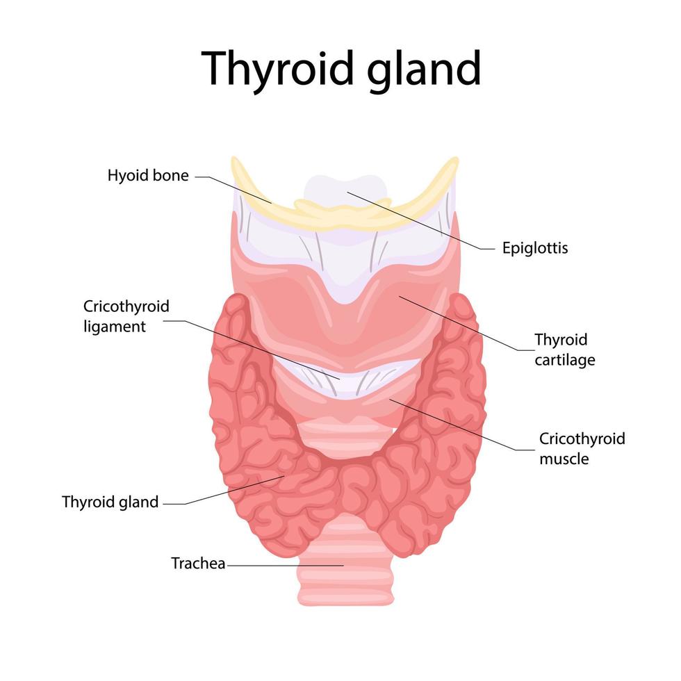 Anatomía de la tiroides y la tráquea. icono de la anatomía de los órganos del cuerpo humano. concepto médico. vector
