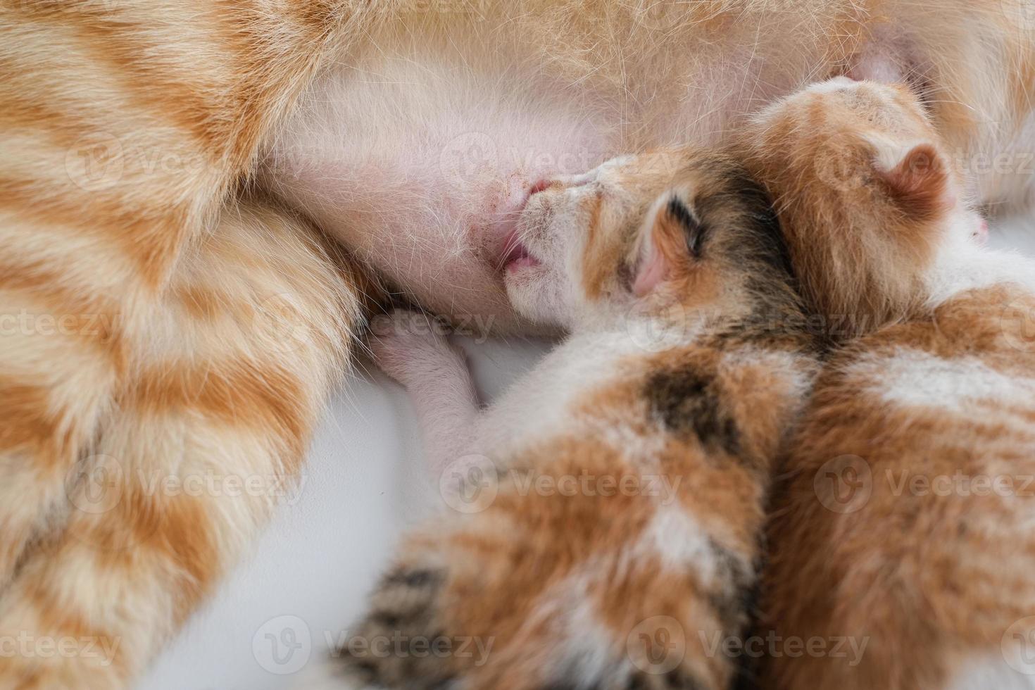 Newborn baby kittens drinking milk from their mom breast photo