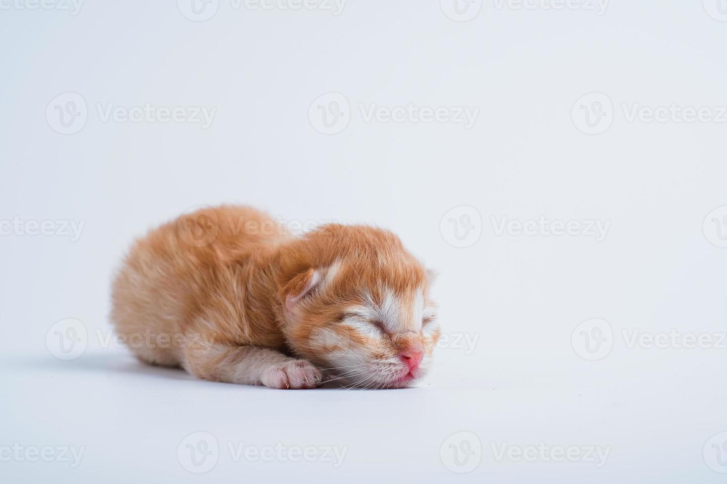 Newborn kittens are sleeping on the white floor photo