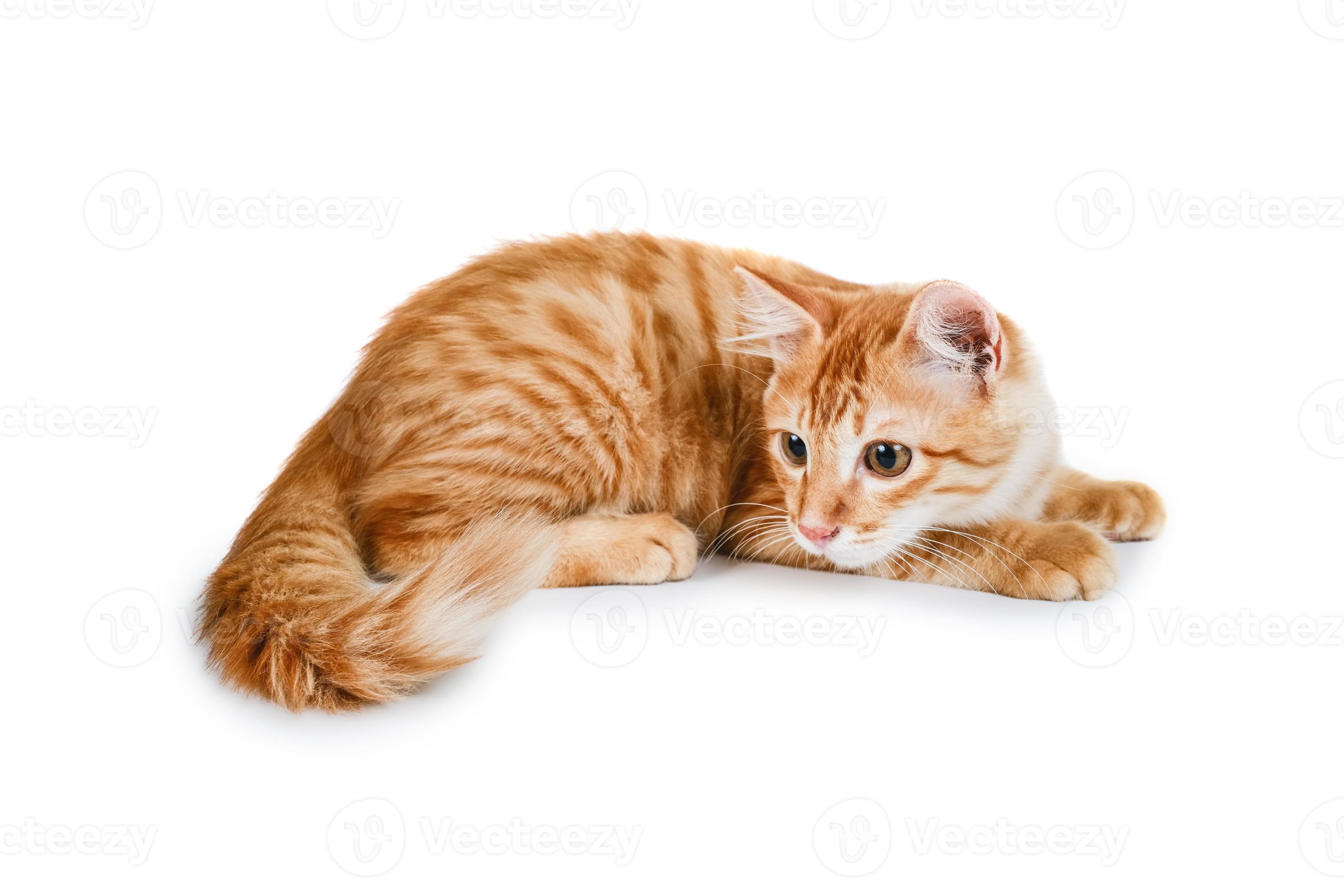 Portrait Of Ginger Cat Sitting 5860098 Stock Photo at Vecteezy