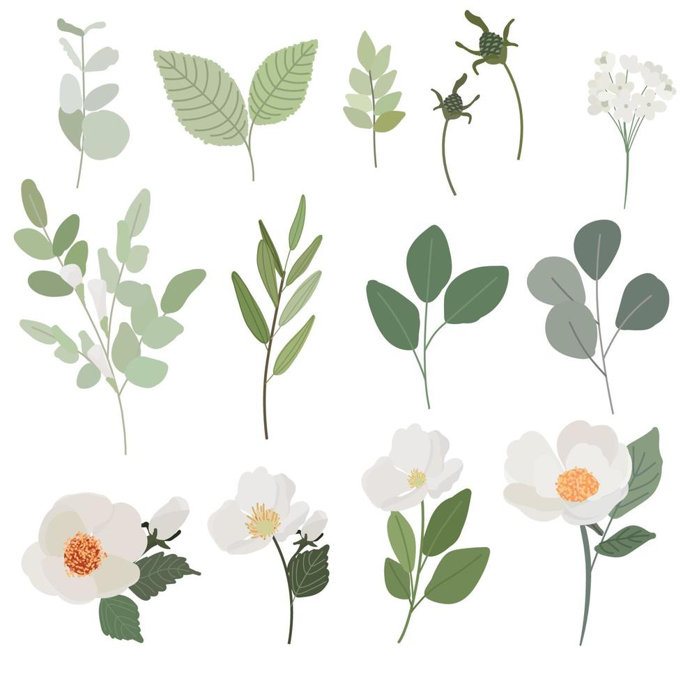 white camellia flower and green leaves branch flat style collection  isolated on white background vector