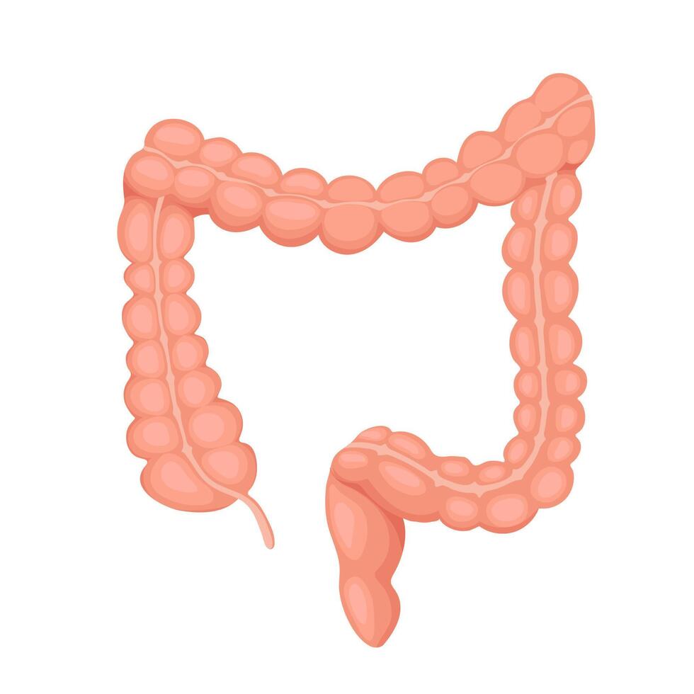 Colon anatomical illustration. vector cartoon style