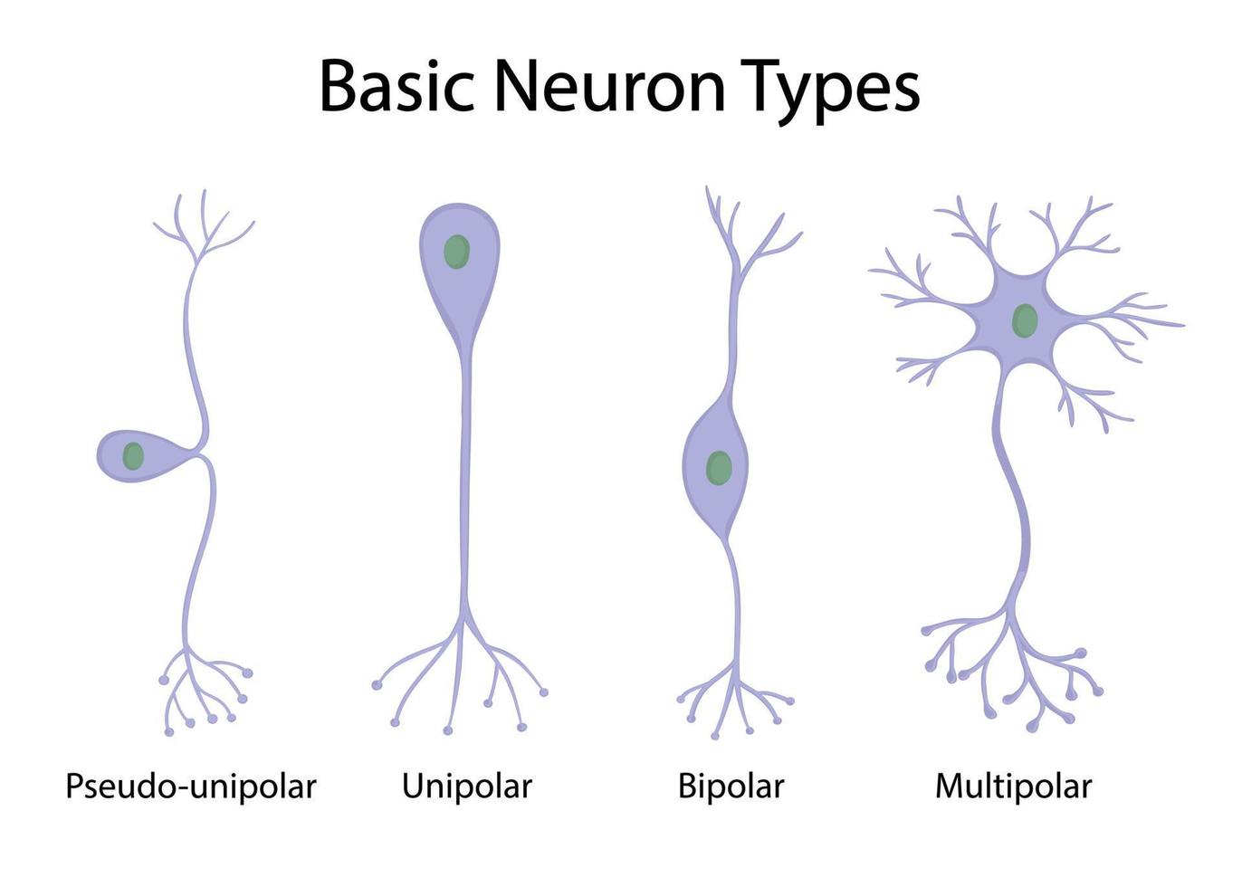 Types of neurons isolated on white background in cartoon style vector