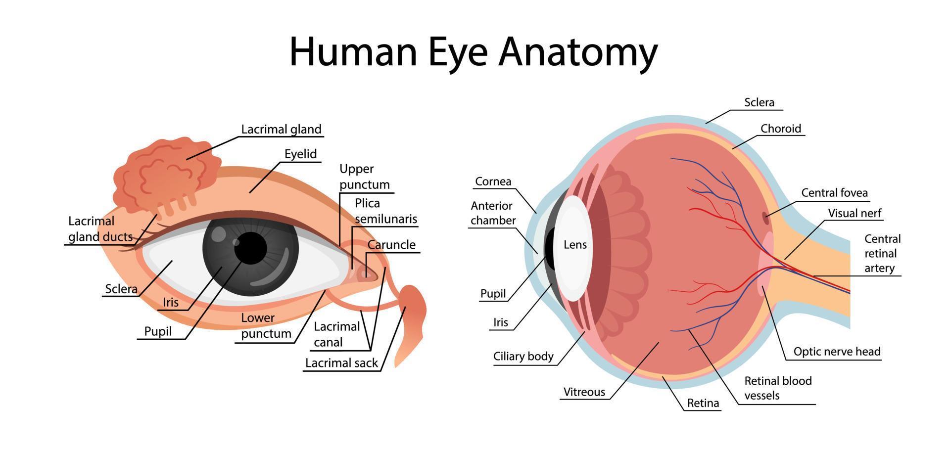 Anatomía de un ojo sano. estilo de dibujos animados vector