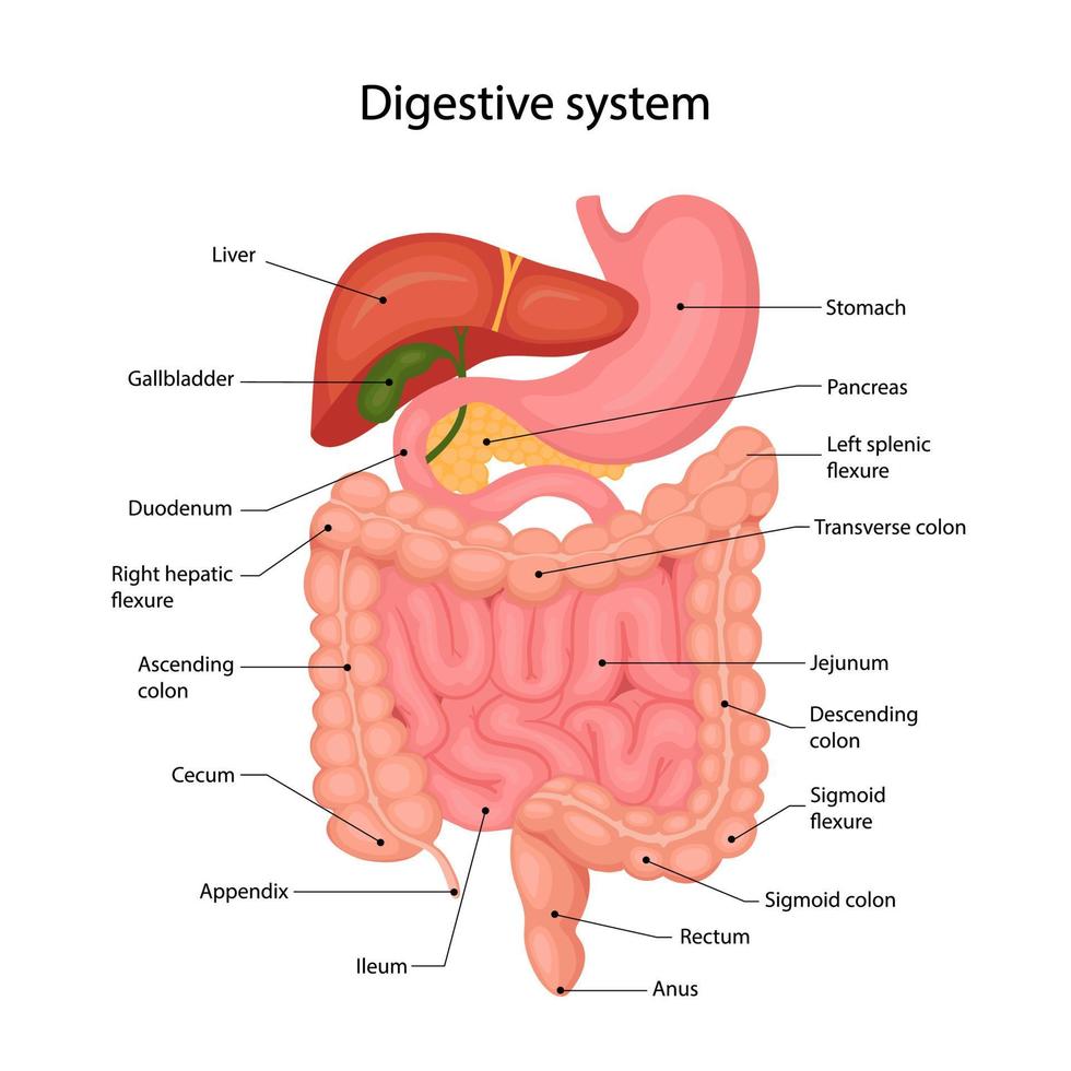anatomía del sistema digestivo humano con una descripción de las partes internas correspondientes. ilustración vectorial en estilo de dibujos animados vector