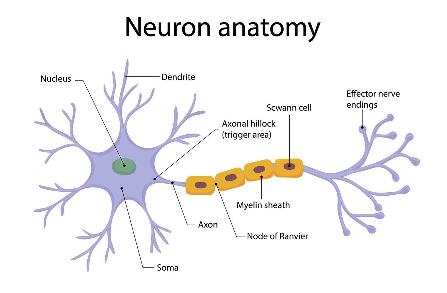 diagrama de ilustración de anatomía de neurona en estilo de dibujos animados vector