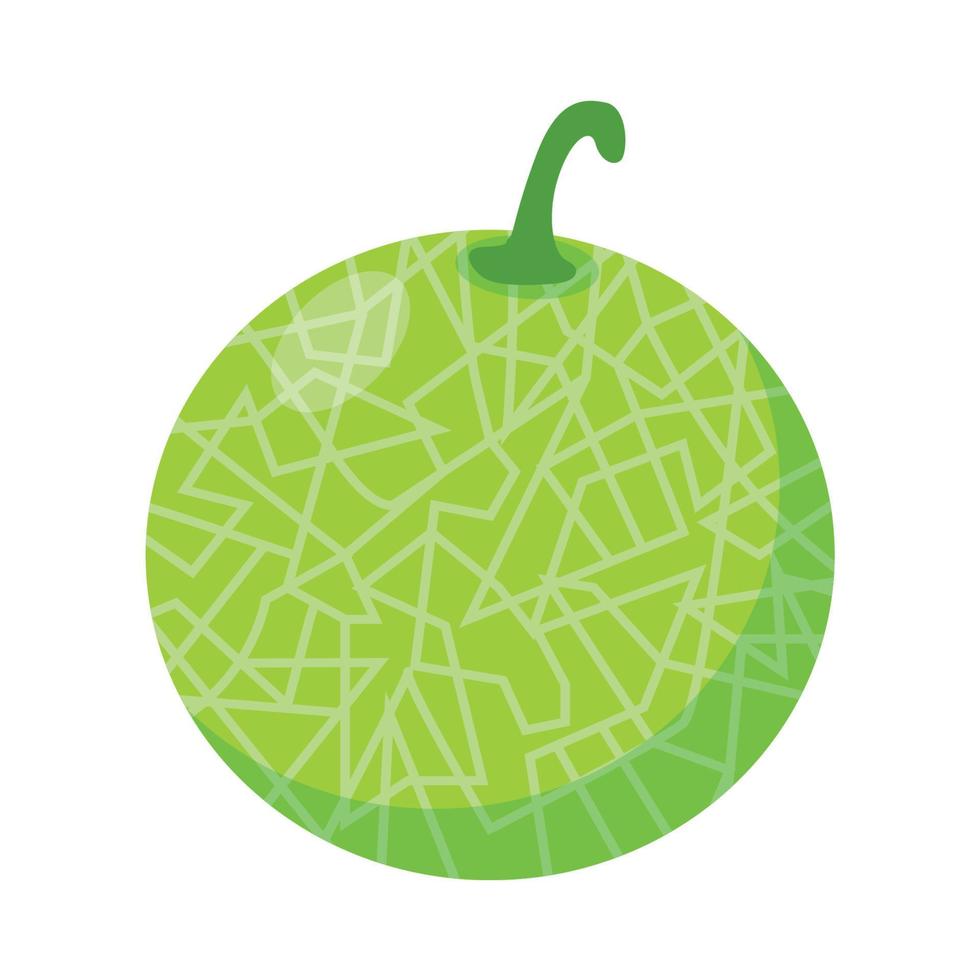 melon fruits vector