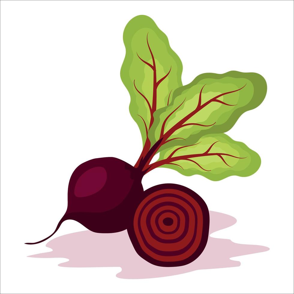remolacha roja, verduras frescas con verduras. vector