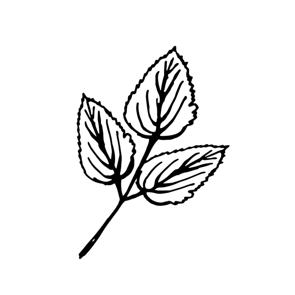 Floral doodle leaves , isolate on white background vector