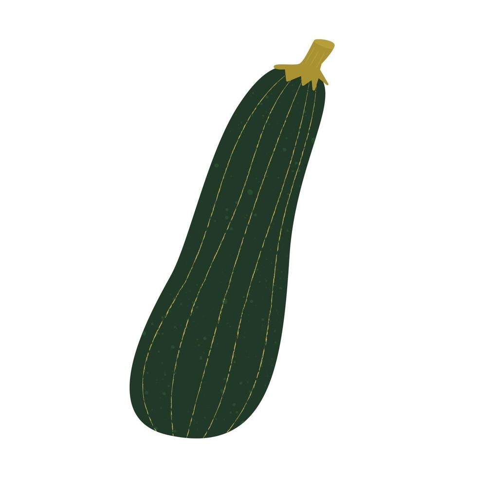 Vector illustration, zucchini in flat style with texture. Organic food concept illustration for kids desings and healthy food habits. Illustration can be used for package design, green grocery