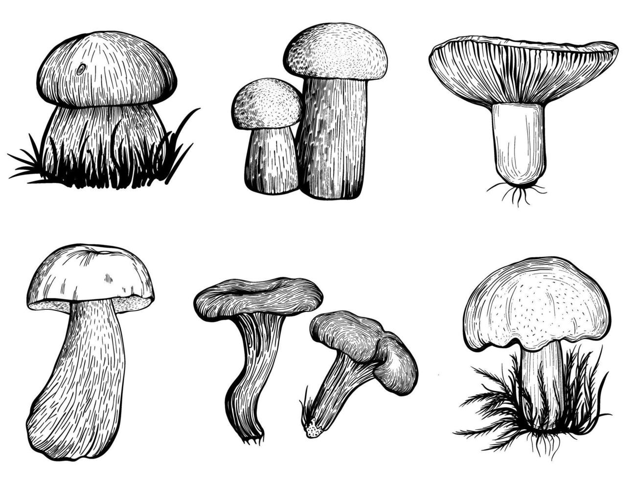 set of forest mushrooms vector