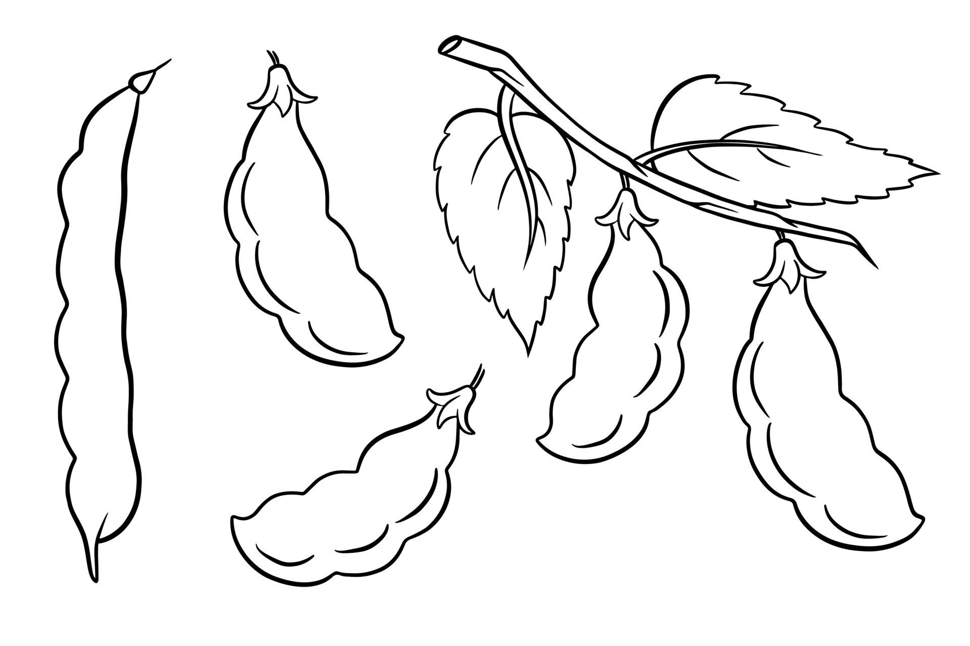 Beans set. Fresh green beans and red beans. 5875363 Vector Art at Vecteezy