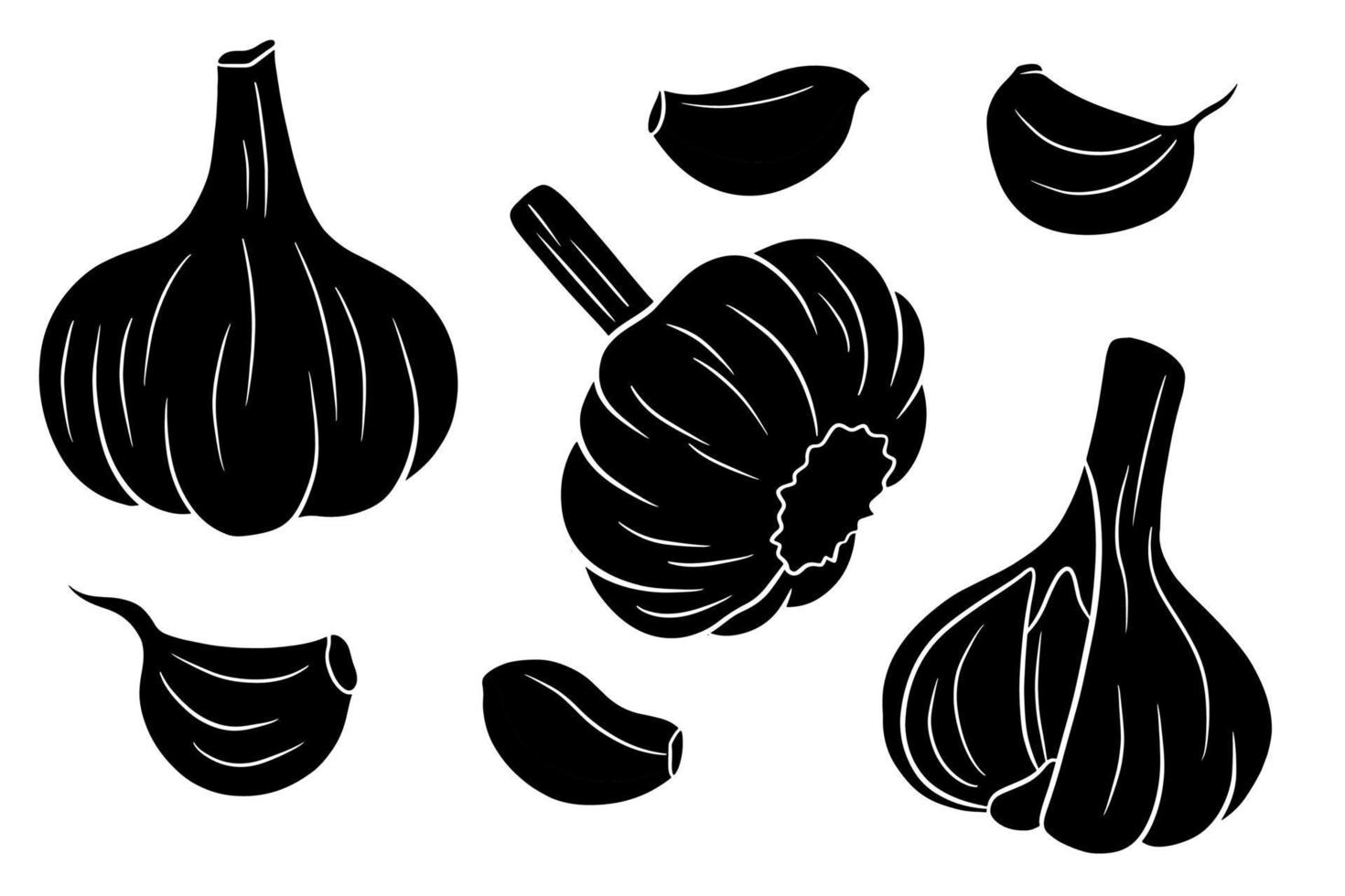 Garlic set. Head of garlic, cloves, peeled and husked. vector