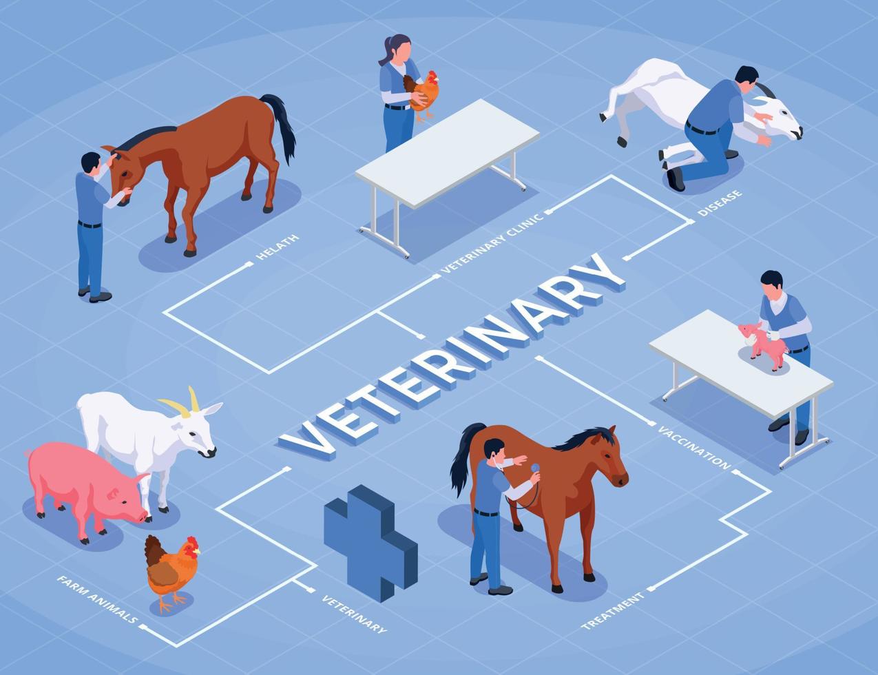 Farm Animals Veterinary Isometric Flowchart vector