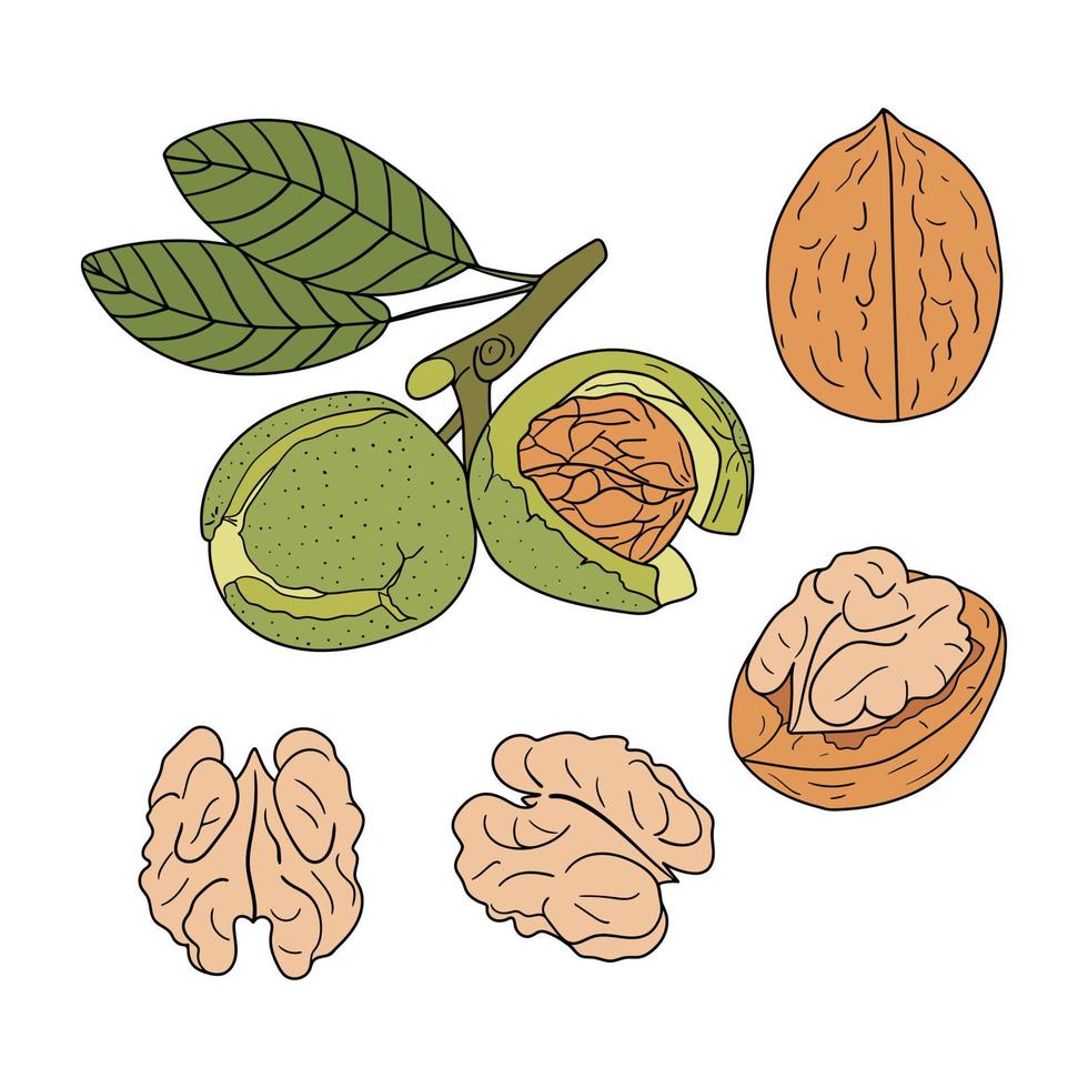 Set of hand drawn walnut vector