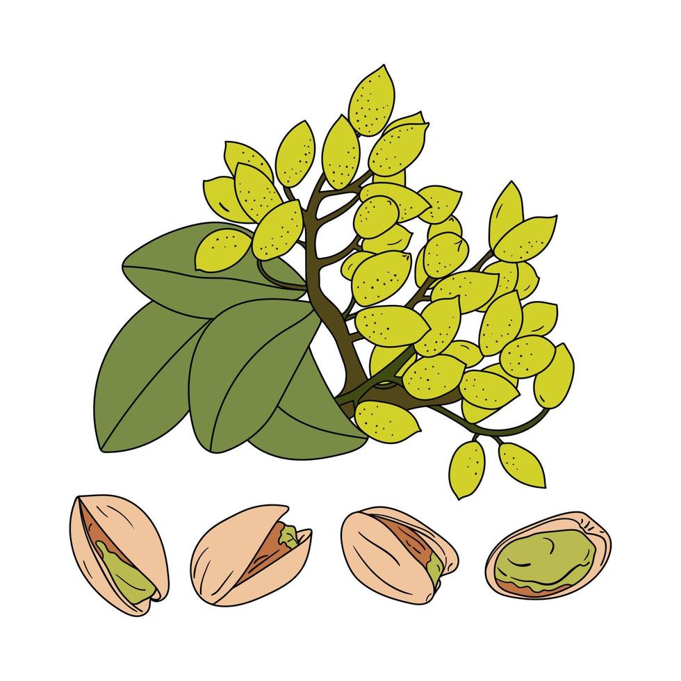 conjunto de pistachos dibujados a mano vector