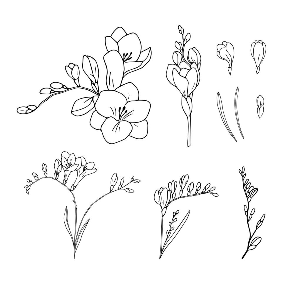 Hand drawn freesia flower set vector