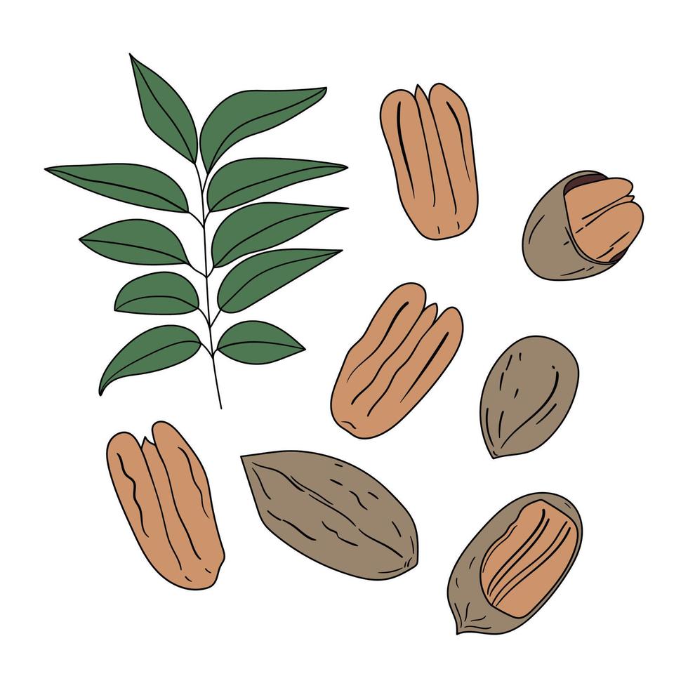 conjunto de nueces de pecan dibujadas a mano vector