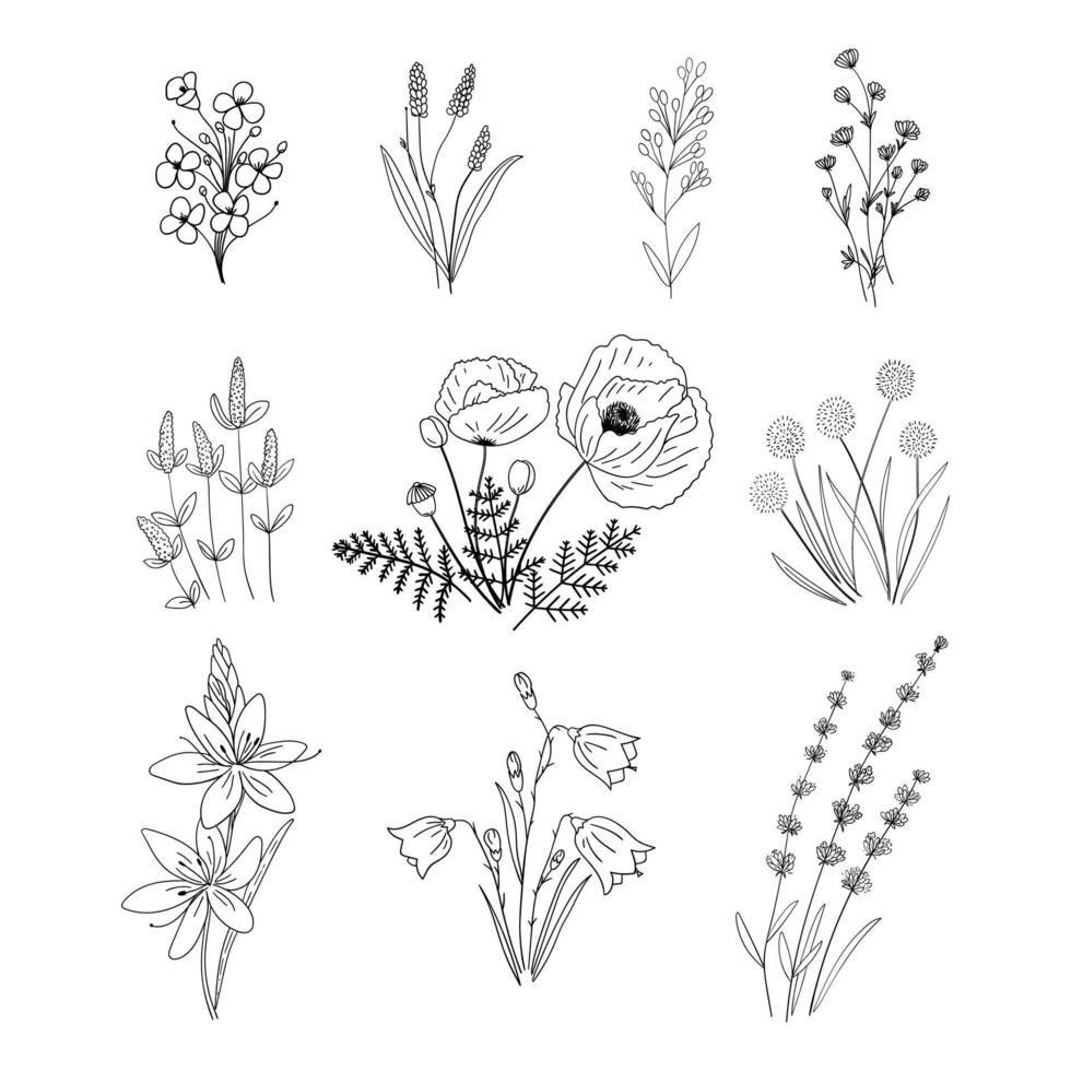 conjunto de flores silvestres dibujadas a mano vector