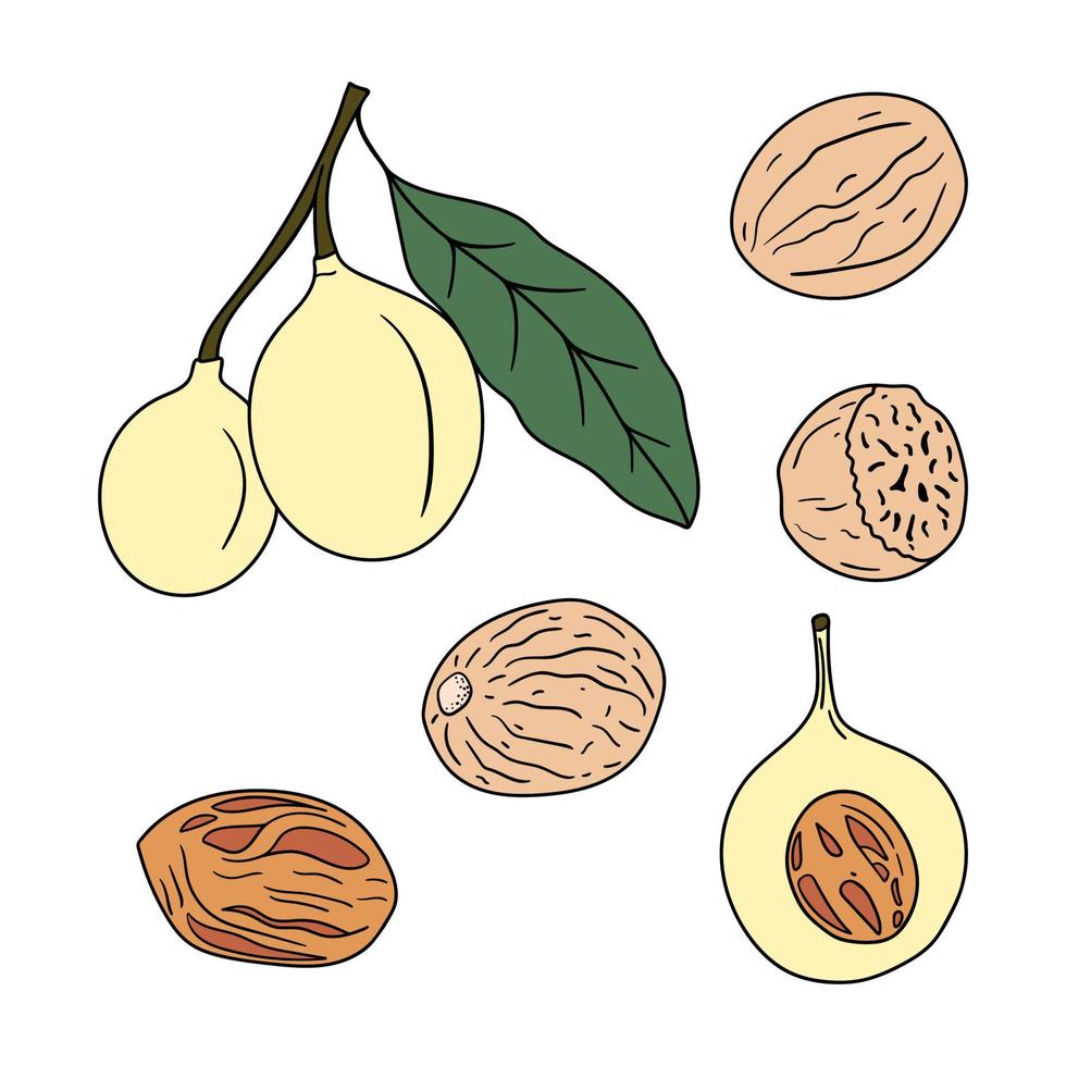 Set of hand drawn nutmegs vector