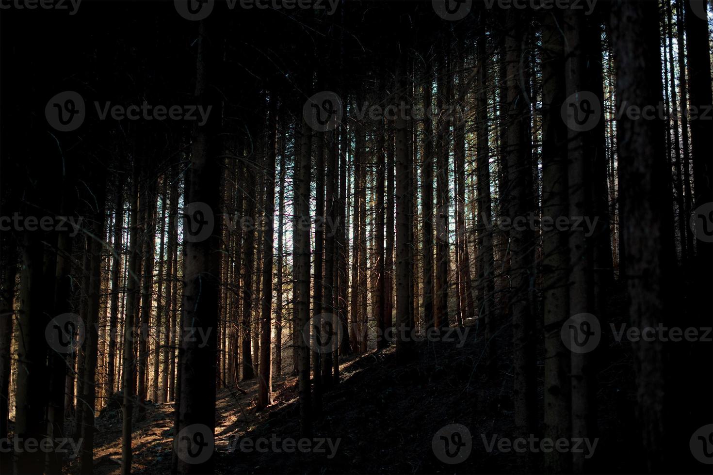 Trees in the woods with grazing light photo