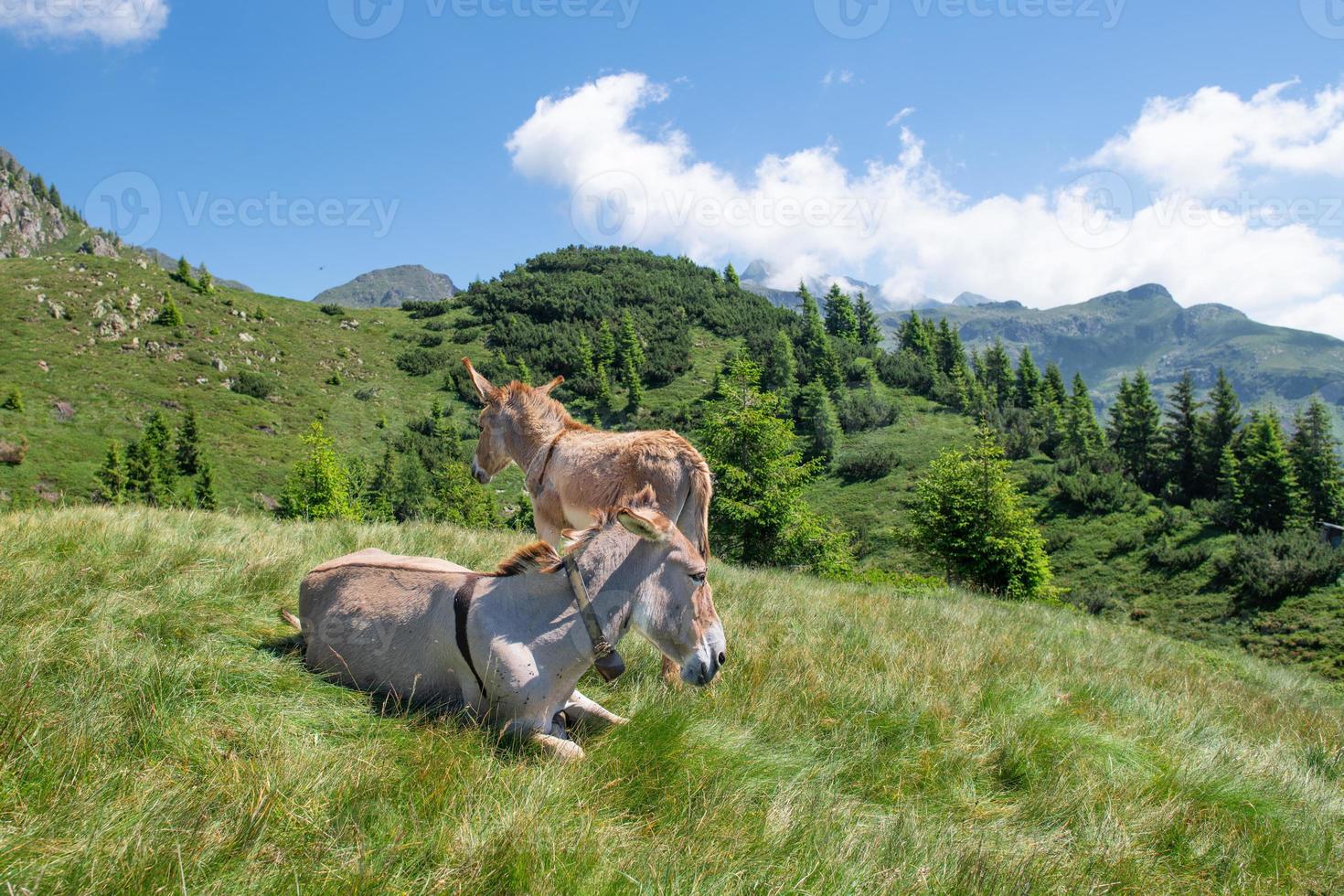 Little donkey with his mom in alpine pasture photo