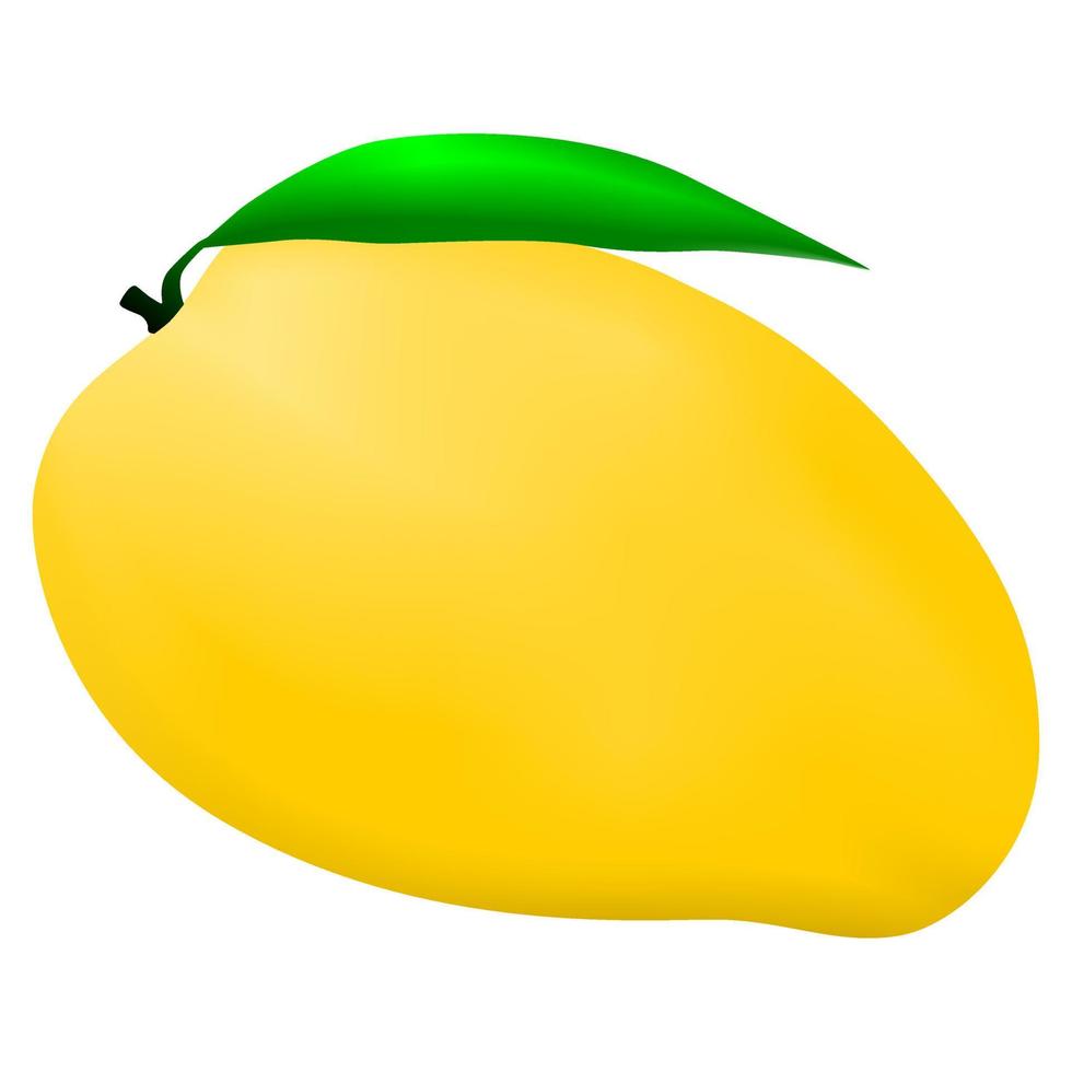 illustration of mango fruit vector