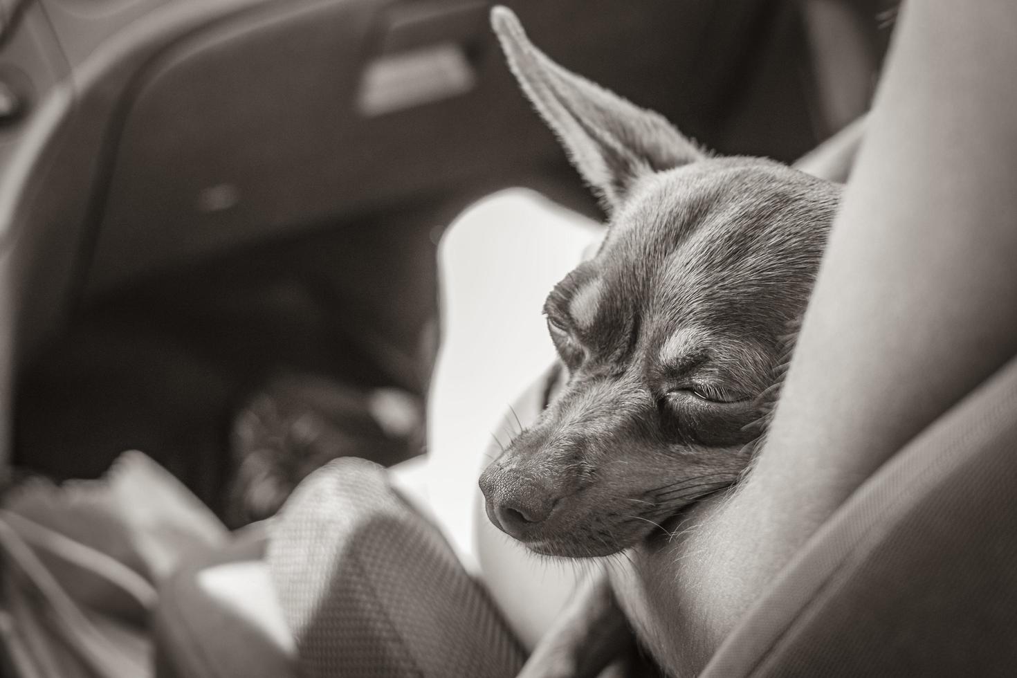 Russian toy terrier dog while tired sleeps in car Mexico. photo