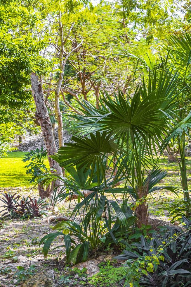 Tropical natural jungle forest plants trees Muyil Mayan ruins Mexico. photo