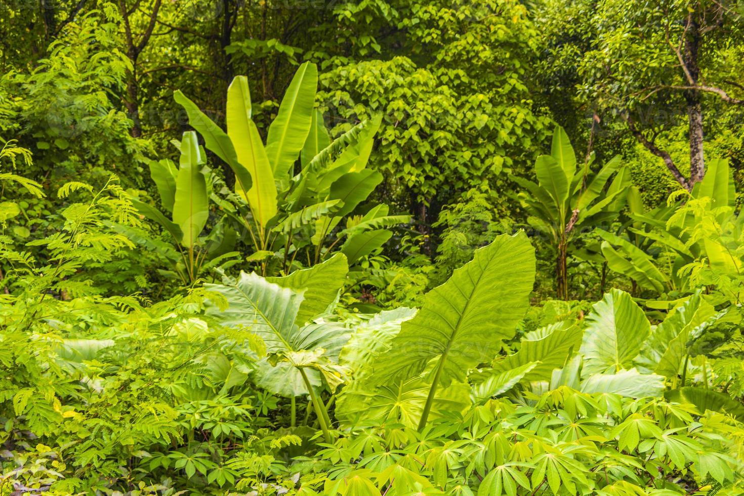 fondo de textura de bosque de selva tropical de thalang phuket tailandia. foto