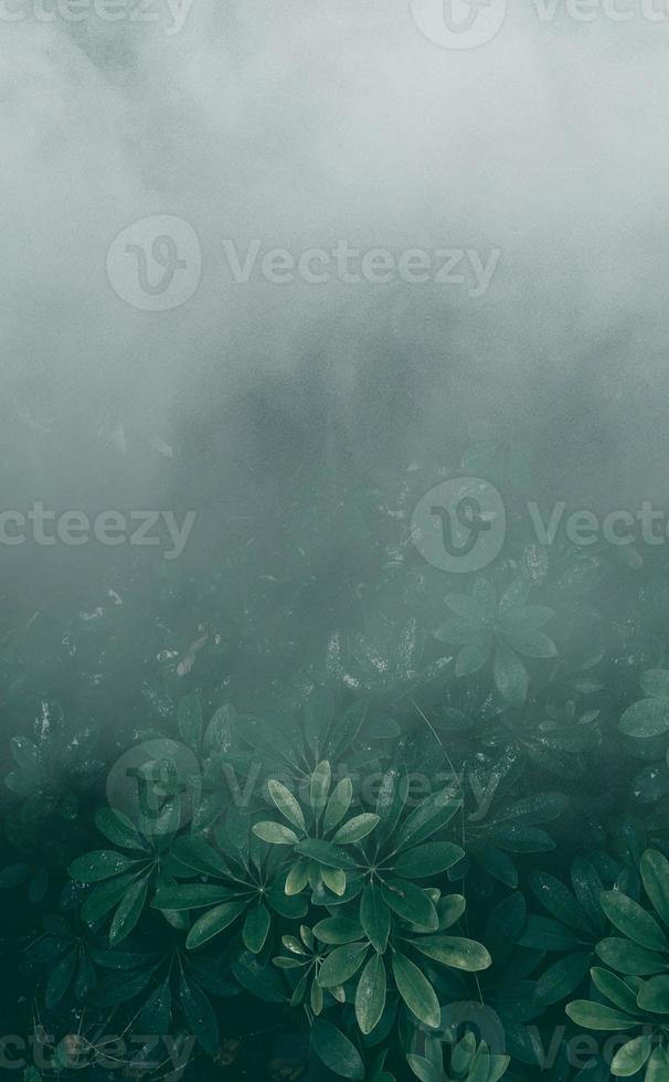 Vertical garden with tropical green leaf with fog and rain, Dark tone photo
