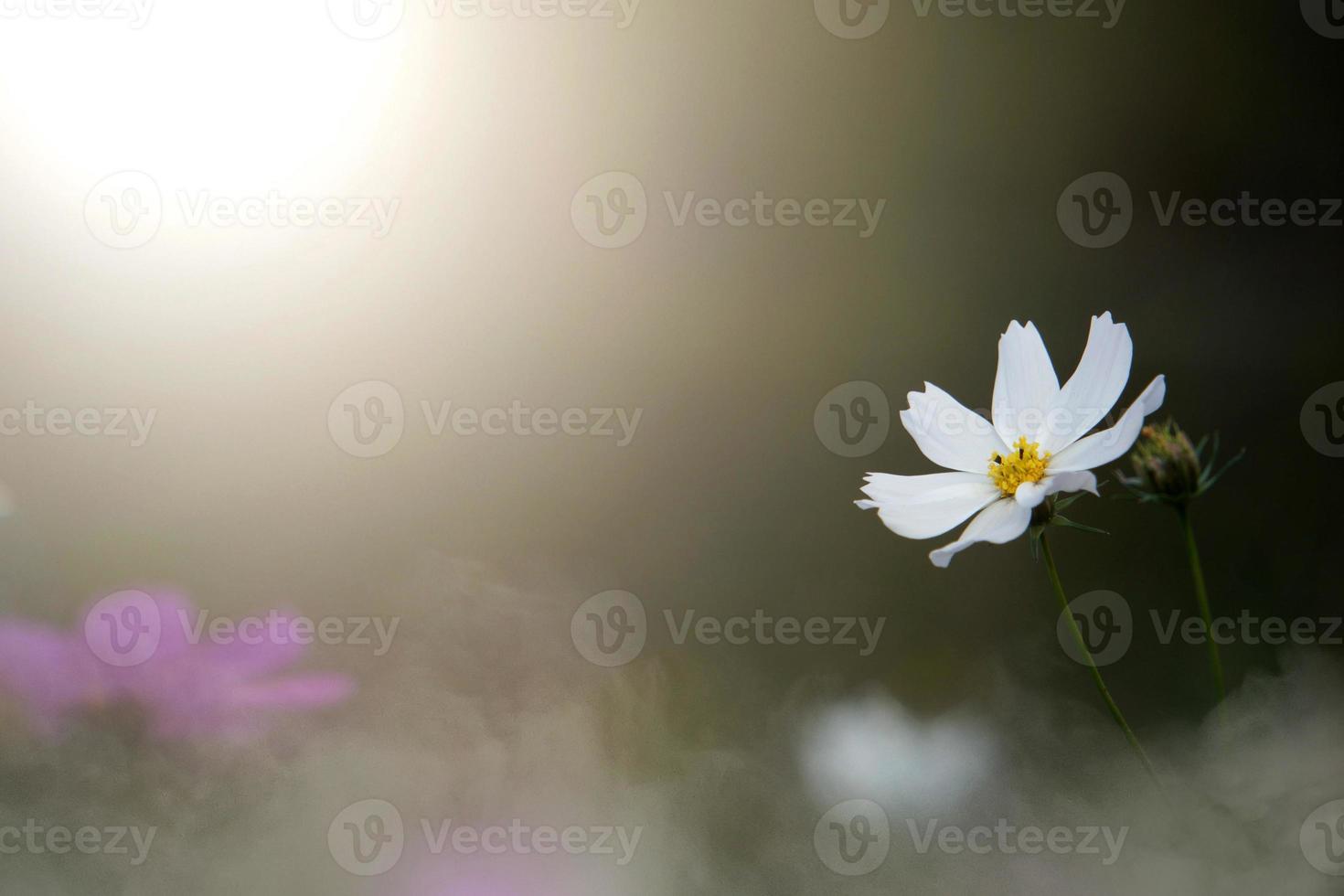 White cosmos flowers with blurred background in the garden. photo