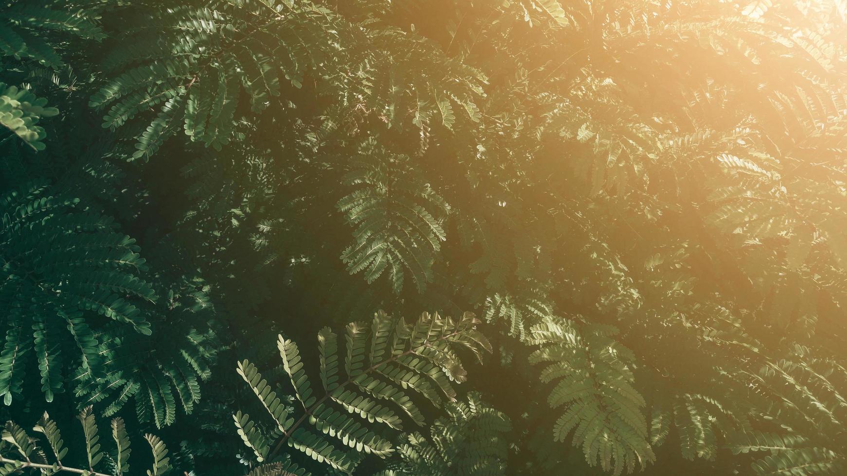 Vertical garden with tropical green leaf, Dark tone with sunrise. photo