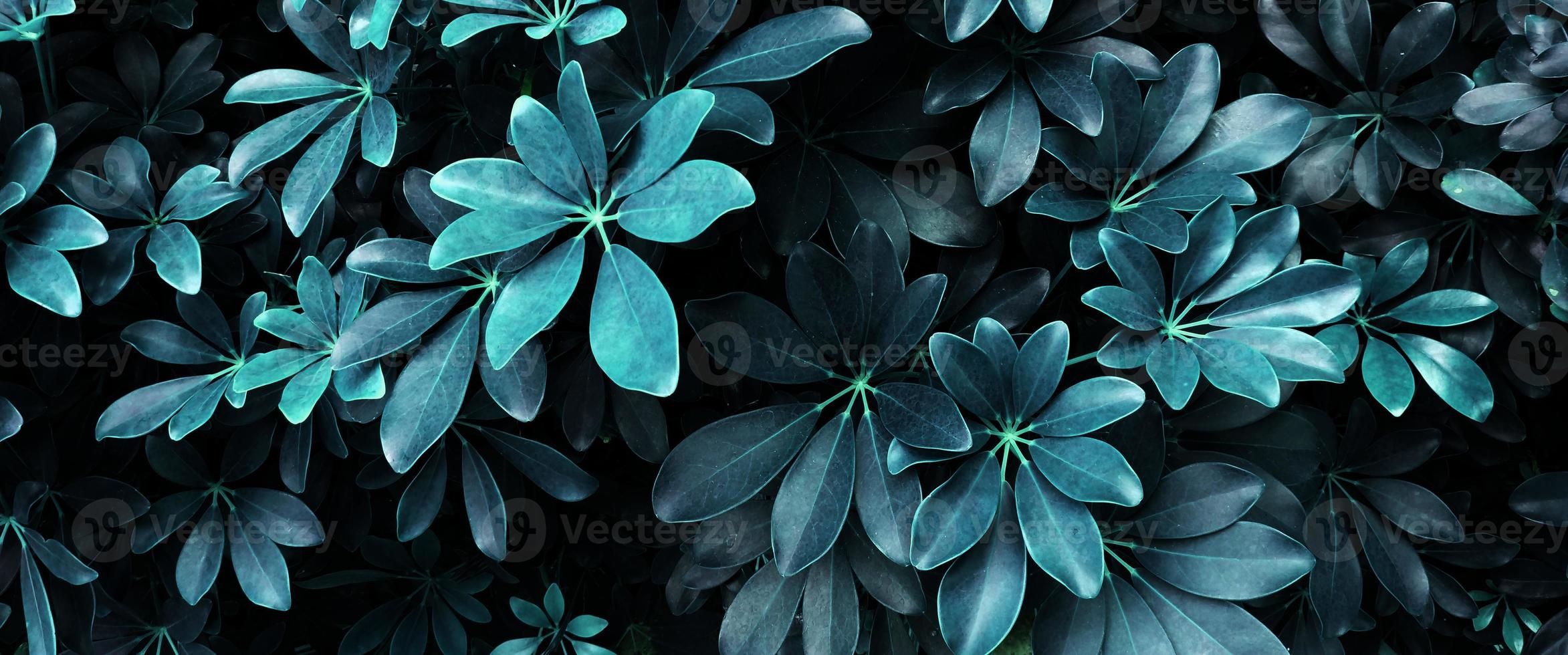 tropical glowing leaves. photo