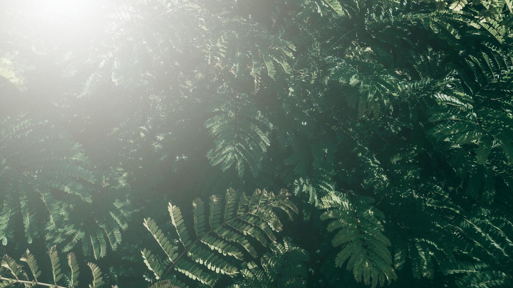 jardín vertical con hoja verde tropical, tono oscuro con amanecer. foto