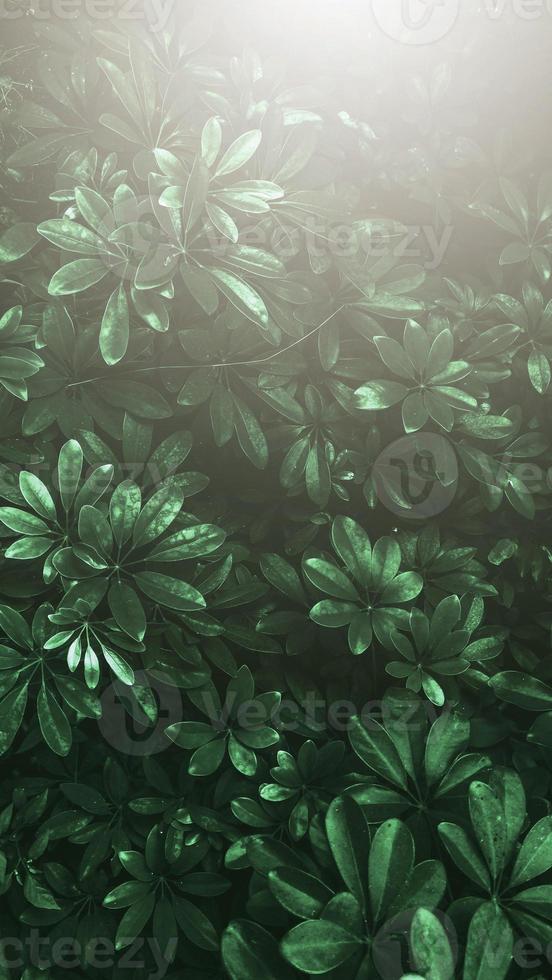Vertical garden with tropical green leaf, Dark tone with sun light. photo
