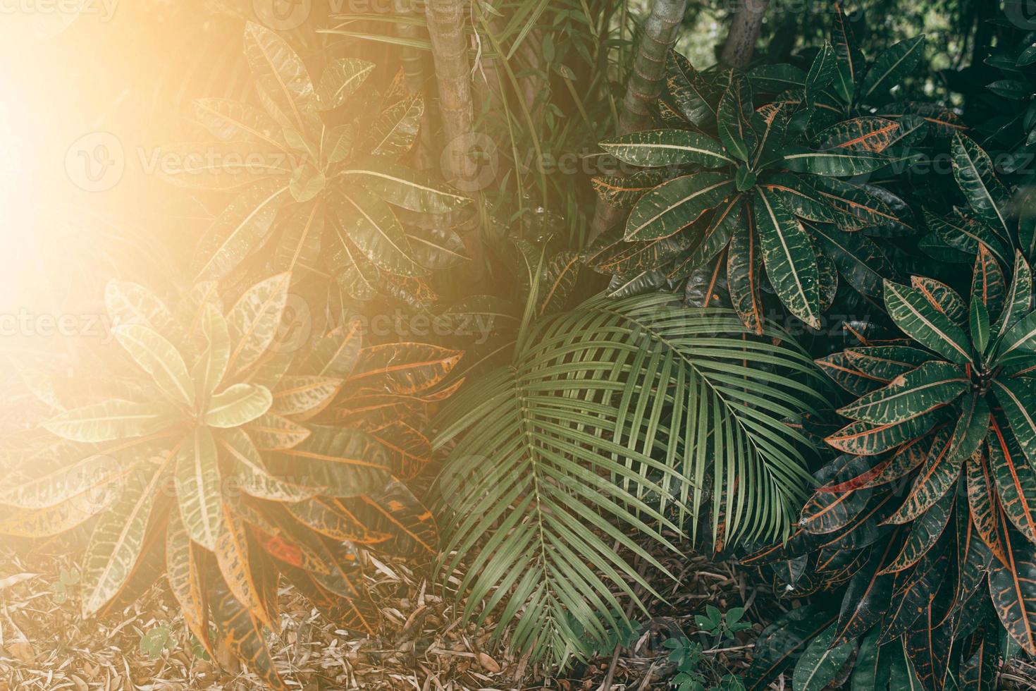 Vertical garden with tropical green leaf, Dark tone with sunrise. photo