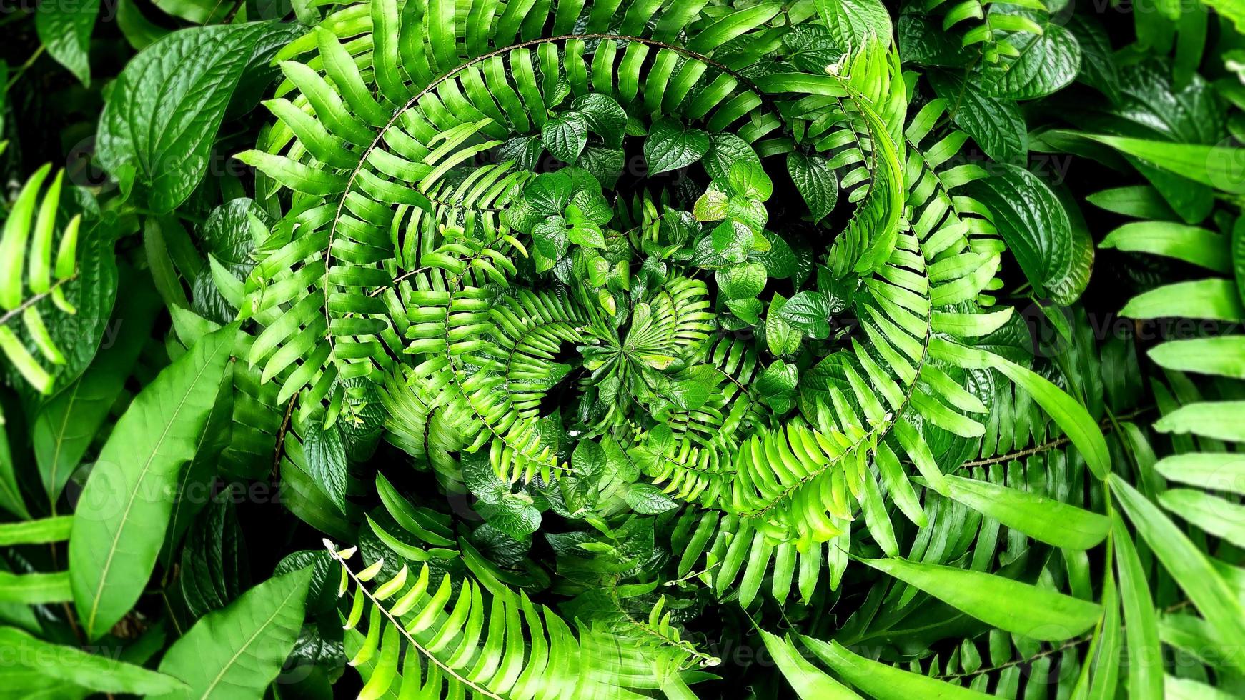 Tropical green leaf photo