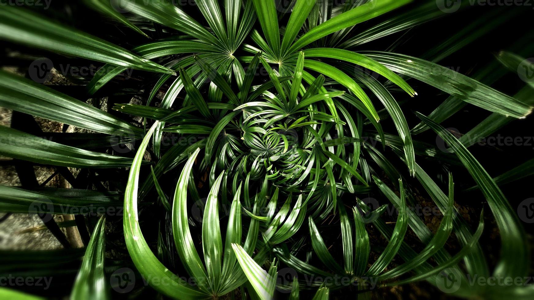 Tropical green leaf photo