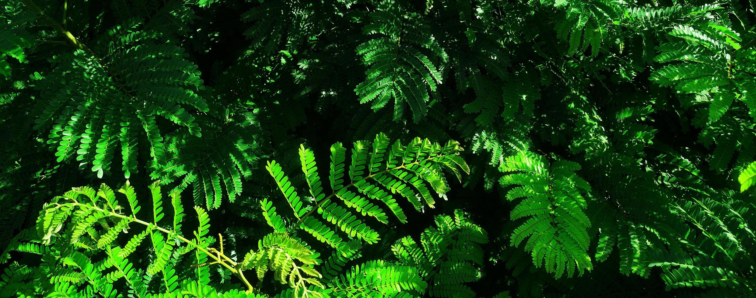 Tropical green leaf photo