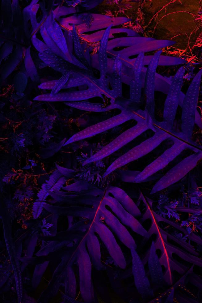 Tropical black light glowing leaves. photo