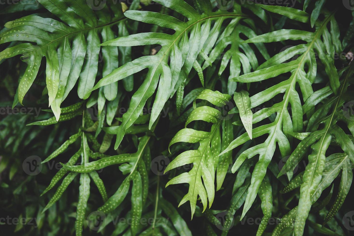 Tropical green leaf photo