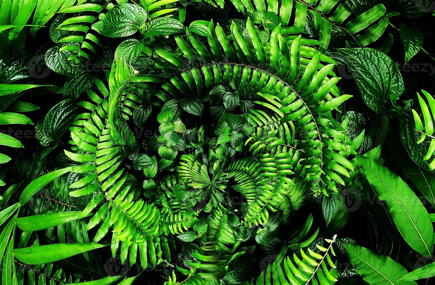 Tropical green leaf photo
