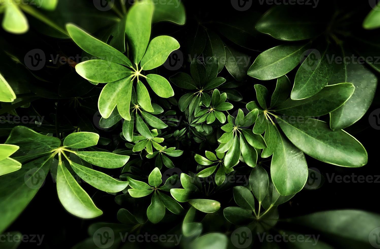 Tropical green leaf photo